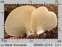 Crepidotus applanatus (ciżmówka płaska)