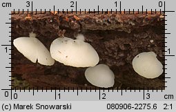 Crepidotus applanatus (ciżmówka płaska)