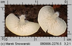 Crepidotus applanatus (ciżmówka płaska)