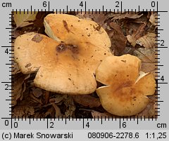 Russula fellea (gołąbek żółciowy)