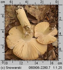 Russula fellea (gołąbek żółciowy)