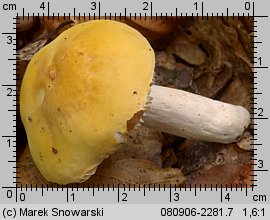 Russula risigallina (gołąbek zmiennobarwny)