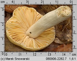 Russula risigallina (gołąbek zmiennobarwny)