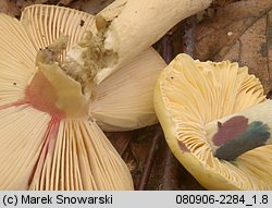 Russula fellea (gołąbek żółciowy)