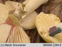 Russula risigallina (gołąbek zmiennobarwny)