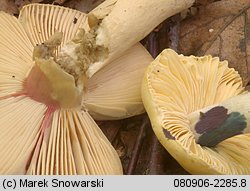 Russula risigallina (gołąbek zmiennobarwny)