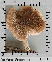 Pluteus phlebophorus (drobnołuszczak pomarszczony)