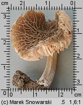 Pluteus phlebophorus (drobnołuszczak pomarszczony)