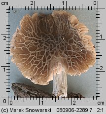 Pluteus phlebophorus (drobnołuszczak pomarszczony)