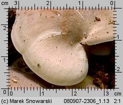 Ossicaulis lignatilis (lejkownica nadrzewna)