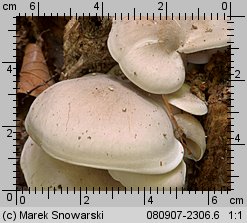 Ossicaulis lignatilis (lejkownica nadrzewna)