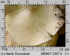 Ossicaulis lignatilis (lejkownica nadrzewna)