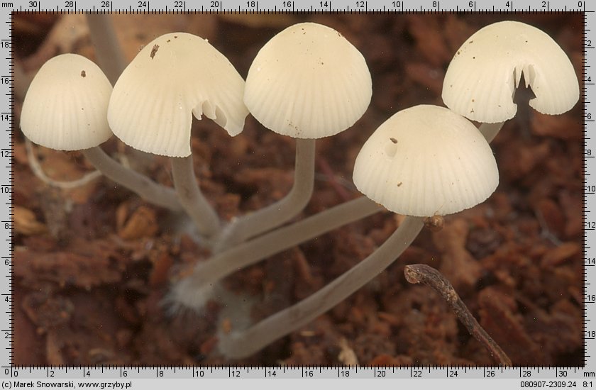 Mycena arcangeliana (grzybówka zielonawa)