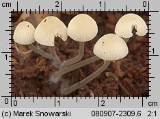 Mycena arcangeliana (grzybówka zielonawa)