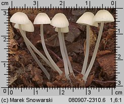 Mycena arcangeliana (grzybówka zielonawa)