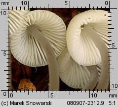 Mycena arcangeliana (grzybówka zielonawa)