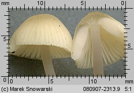 Mycena arcangeliana (grzybówka zielonawa)