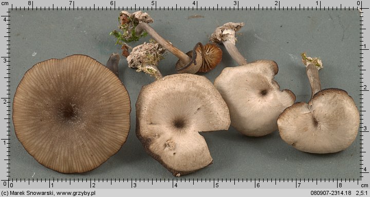 Arrhenia epichysium (języczek nadrzewny)