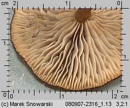 Arrhenia epichysium (języczek nadrzewny)