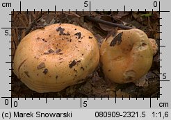 Lactarius salmonicolor (mleczaj jodłowy)