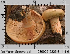 Lactarius salmonicolor (mleczaj jodłowy)