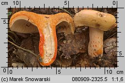 Lactarius salmonicolor (mleczaj jodłowy)