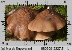 Pluteus luctuosus (drobnołuszczak brązowoostrzowy)