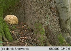 Sparassis brevipes (siedzuń dębowy)