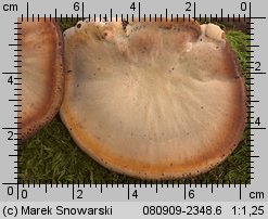 Ischnoderma resinosum (smolucha bukowa)