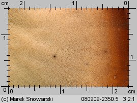 Ischnoderma resinosum (smolucha bukowa)