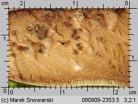 Ischnoderma resinosum (smolucha bukowa)