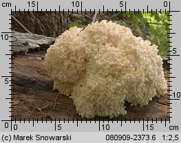 Hericium coralloides (soplówka bukowa)