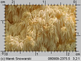 Hericium coralloides (soplówka bukowa)