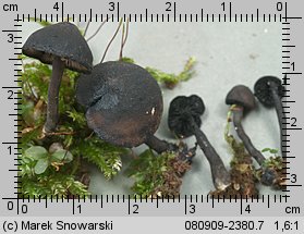 Hydropus atramentosus (mokronóżka czerniejąca)