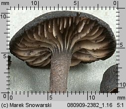 Hydropus atramentosus (mokronóżka czerniejąca)