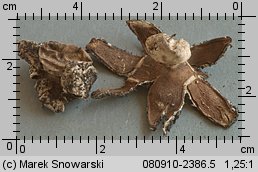 Geastrum campestre (gwiazdosz szorstki)