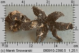 Geastrum campestre (gwiazdosz szorstki)