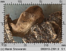 Geastrum campestre (gwiazdosz szorstki)