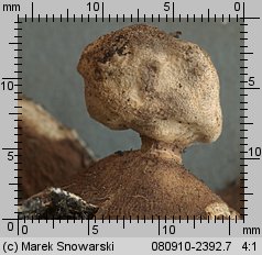 Geastrum campestre (gwiazdosz szorstki)