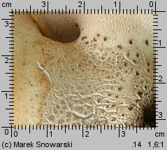 Cerioporus squamosus (żagwiak łuskowaty)