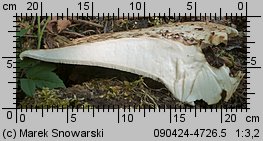 Cerioporus squamosus (żagwiak łuskowaty)