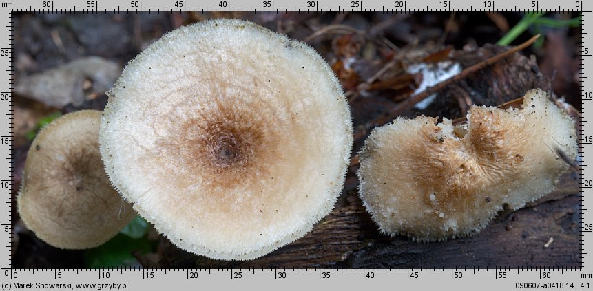 Lentinus arcularius (żagiew włosistobrzega)