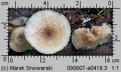 Lentinus arcularius (żagiew włosistobrzega)