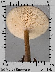 Lentinus arcularius (żagiew włosistobrzega)