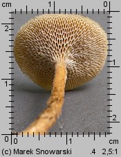 Lentinus arcularius (żagiew włosistobrzega)