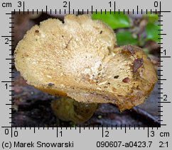 Lentinus substrictus (twardziak orzęsiony)