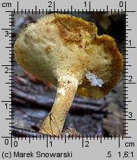 Lentinus substrictus (twardziak orzęsiony)