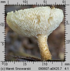 Lentinus arcularius (żagiew włosistobrzega)