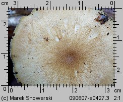 Lentinus substrictus (twardziak orzęsiony)