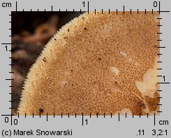 Lentinus substrictus (twardziak orzęsiony)